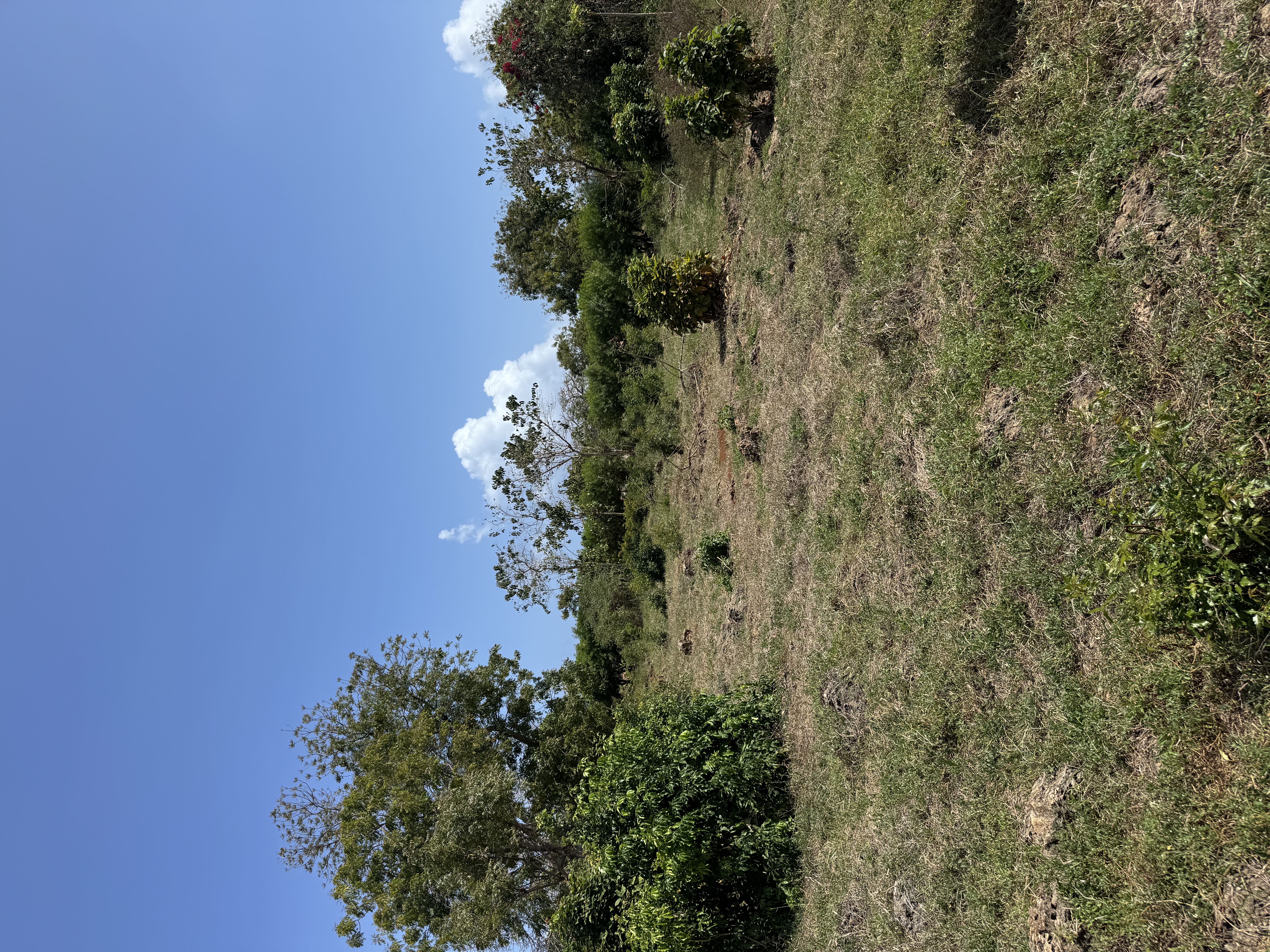 50x100-plots-for-sale-in-msumarini-kikambala-10-minutes-from-the-highway